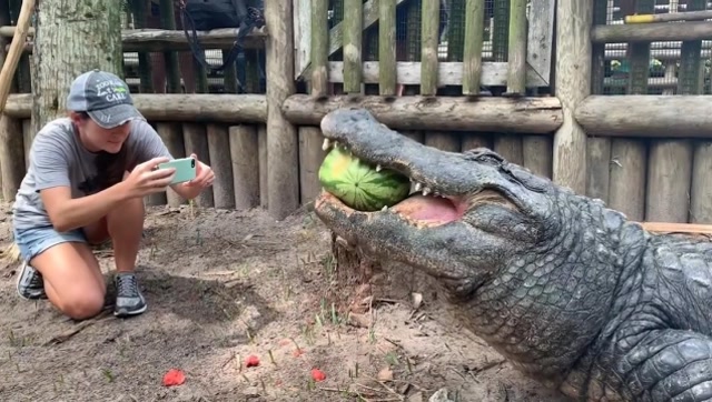 动物园鳄鱼吃西瓜,一口一个像吃葡萄,瓜瓤全漏了吃瓜皮吗