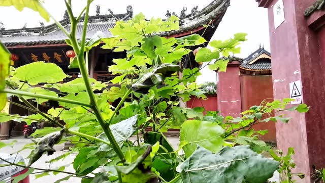 来看看金华寺,一座位于成都市天回镇的精巧静谧小古寺