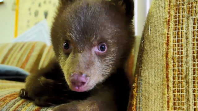 大叔捡到一只棕熊宝宝,长得和玩具熊一模一样,网友:太可爱了!