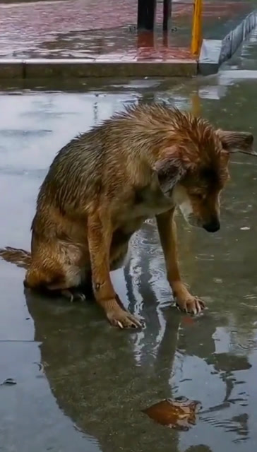 狗子这是失恋了吗一只狗在这里淋雨