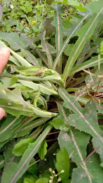 这个是野生的苦马菜,可以放心食用.