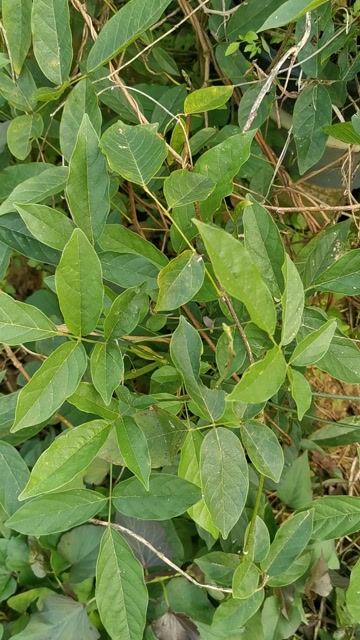 昆明鸡血藤?(香花崖豆藤或是异果崖豆藤)