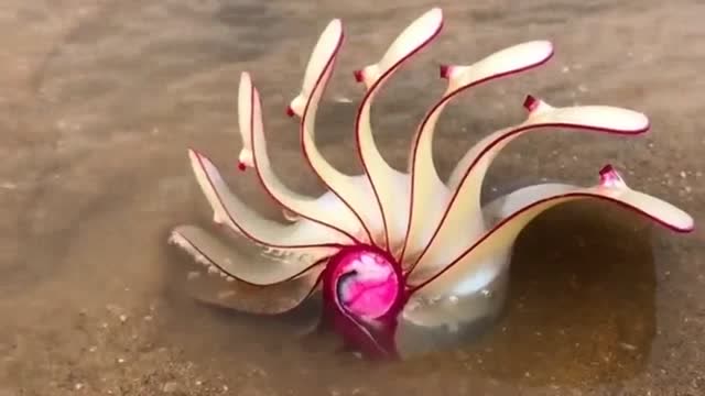 玫瑰螺有见过的吗,长得像玫瑰花一样却是田螺,大自然太神奇了