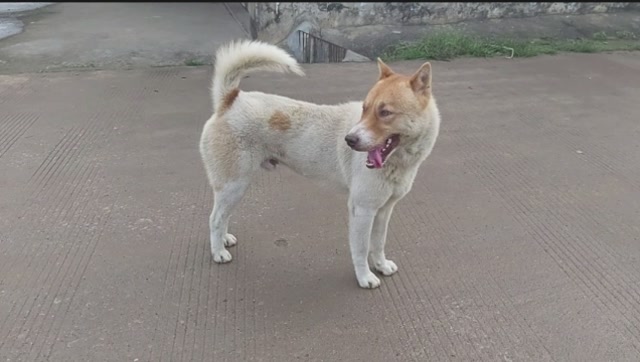 白狗黄头民间传言是富贵狗,今天遇到了一条毛色像这样的极品广西土狗