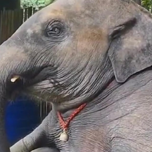 一只自娱自乐的大象,竟然跟个人似的,翘着二郎腿.