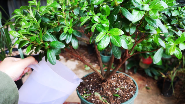 给杜鹃花浇水,牢记"4要",浇好就简单了