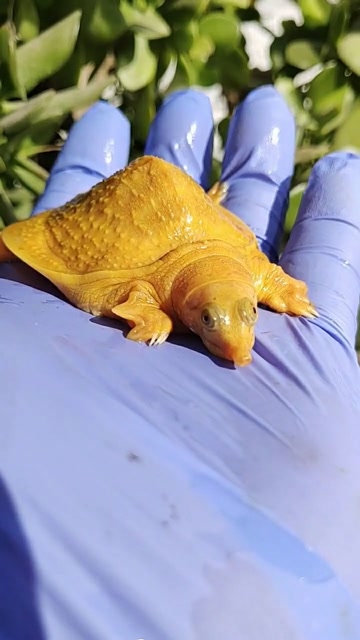 很少见的黄色小甲鱼,小小的趴在手上太可爱了