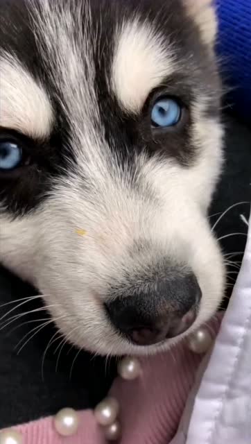 哈士奇这双充满智慧的眼神,在铲屎官的眼里就是受宠