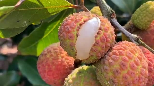 一个自然开裂的荔枝,妈妈说,这样的荔枝才是最甜的!