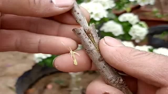 劈接进口山楂技术,成活率高达百分之百,这可是嫁接高手留下的做法!