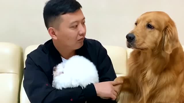 主人在轮胎面前抱其它的狗狗,轮胎吃醋的表情可爱了