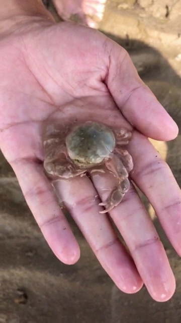 刚出生的螃蟹宝宝