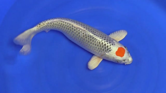 来自日本的四种名贵锦鲤,看到第3种,估计你会被彻底吸引住