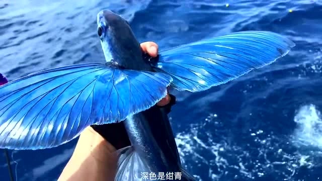 人生第一次捕捉到飞鱼,长着两个蓝色的翅膀,这也太美了吧