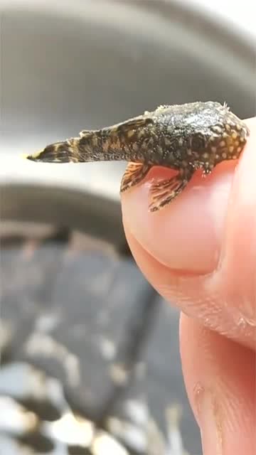 穿着迷彩服的鱼,还没有一个指甲大,养活它太不容易了!