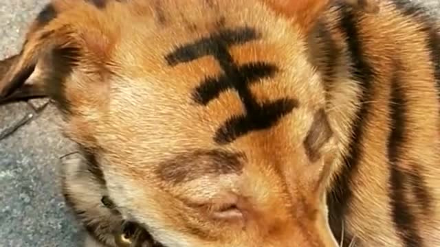 这是买回来的虎犬,总是觉得哪里不太对劲,这狗一洗澡就变身了!