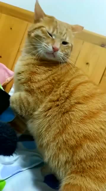 养一只怂猫是什么体验