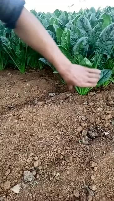 有机棚的菠菜就是不一样,拔出来的那刻,看着好舒服