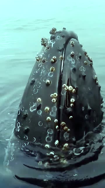 鲸鱼身上长满藤壶如果不被及时清理鲸鱼都会被它吞噬