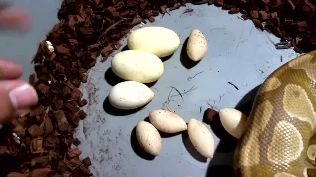 实拍黄金蟒产下一窝大小不一的蛇蛋