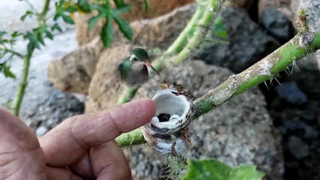 一只成年的蜂鸟才比人类手指大一点