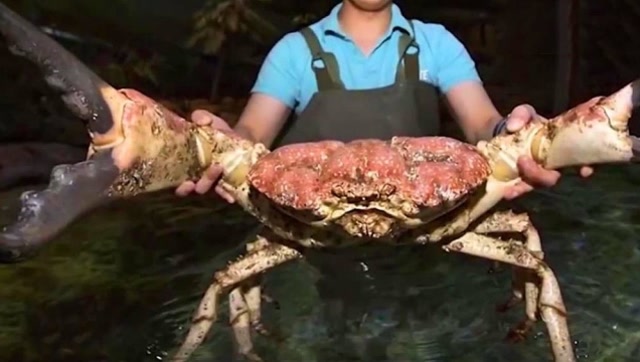 世界上最大的皇帝蟹重量达到72斤网友蟹腿给我就饱了