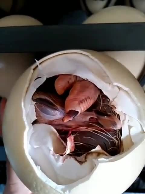 小鸵鸟出壳最美的瞬间顽强的生命