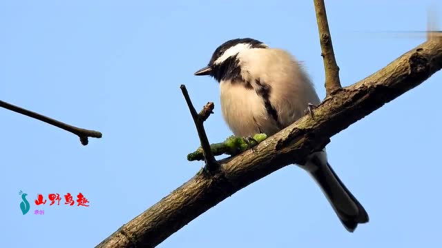 大山雀在吃什么肉呢?吃得津津有味的,农村的朋友可能认识