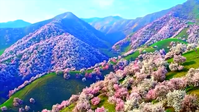 新疆:霍城大西沟杏花沟,新疆最美的野山杏林-清明节前后来最好了