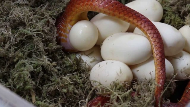 你见过蛇是怎么生宝宝的吗?小伙秒变"接生婆",过程简直紧张又刺激!