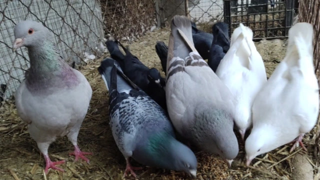 鸽子不好养?小伙教你几个小技巧,保证你家鸽子漂亮又可爱