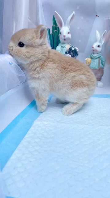 道奇兔太可爱了耳朵小小个的