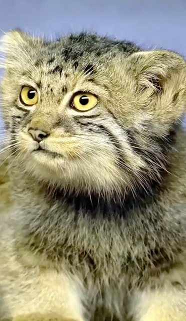 你看这个猫它可不可爱?它叫牢底坐穿兽!