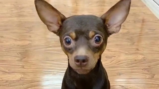 啵啵乐听主人口令做动作,这智商太聪明了,网友:啵啵乐真棒