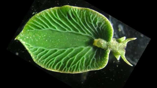 能像植物一样,进行光合作用的海天牛