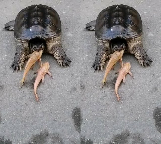 清道夫鳄鱼龟陆地中捕食清道夫