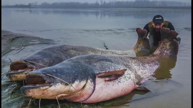 意大利男子河边钓鱼,钓到了260斤巨型鲶鱼,下一秒的举措让人不解