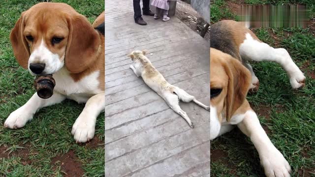 街上走过一只残疾狗,拖着后腿太可怜了,主人一脚下去十分搞笑!