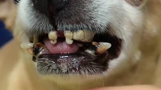 养了十多年的老狗,一口锋利的牙齿都要掉光了,看着好让人心疼!