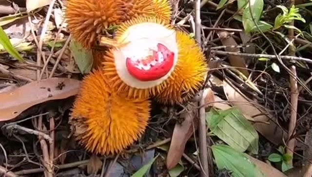 老山上的野生榴莲,没有人打理长得特别的小,还是红果瓤的,好吃