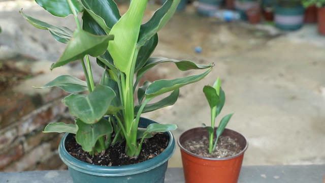 给鹤望兰幼苗,中苗施肥要区分,不然容易出现肥害,影响后期开花