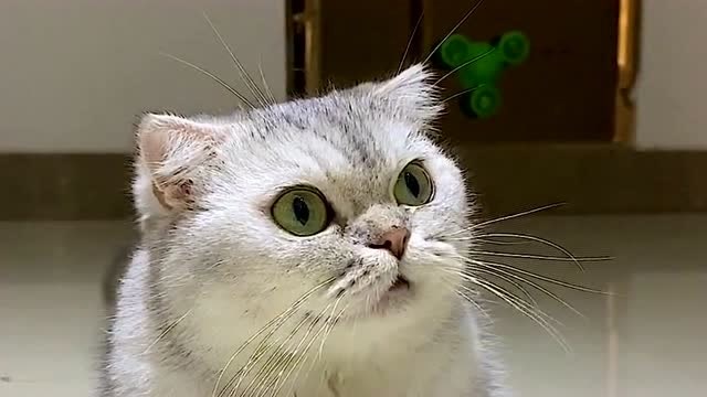 别人家的猫都是喵喵喵的叫,只有这只猫,一出声音就与众不同