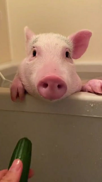 猪洗澡的表情包图片
