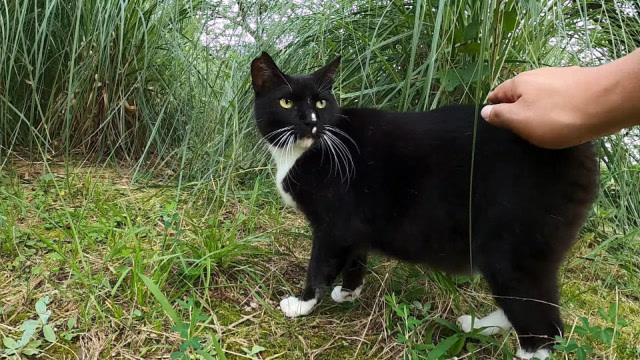 在草地上遇到漂亮的短尾黑猫,可惜它胆子太小,不怎么敢让人靠近