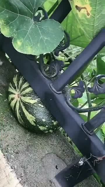 围栏下发现,这个瓜长的真憋屈