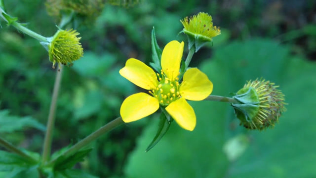 被称为追风草的植物,老人们都用它煎汤治疗高血压,被称为"灵药"!