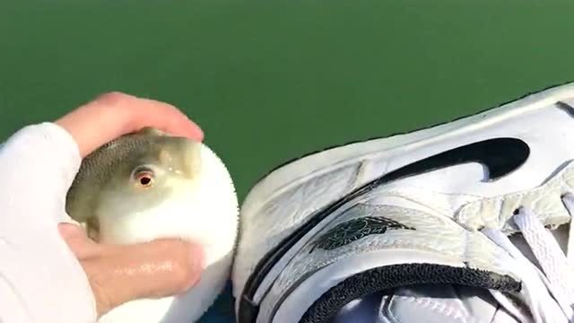 在船上没东西擦鞋,小伙子巧用河豚,没想到擦得还挺干净!