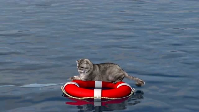 把猫主子丢在游泳圈里飘到海上了,骑在鲨鱼的头上,内心毫无波澜