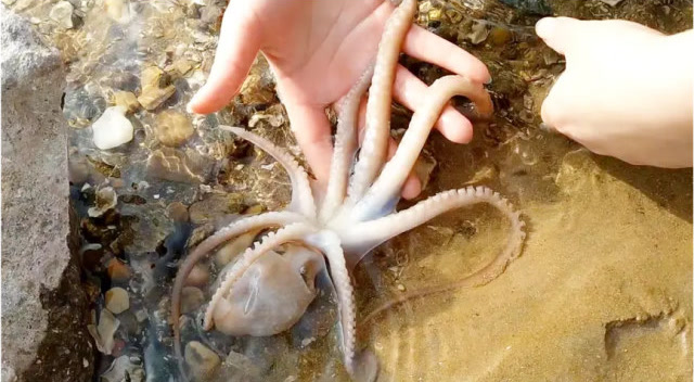 妹妹去赶海,抓到了一只脚很长的八爪鱼,开心极了!