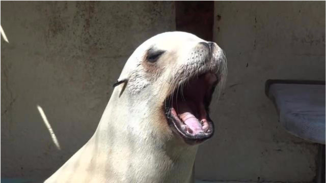 听过海狮的叫声吗,比任何魔性声音都让人难忘啊